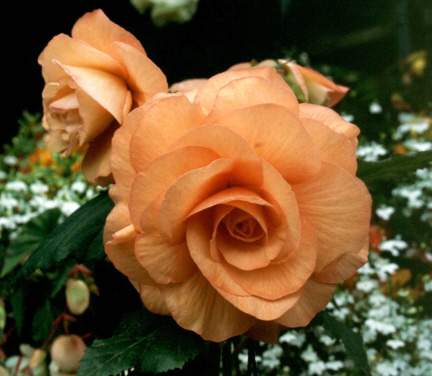 B. ‘Lady’
